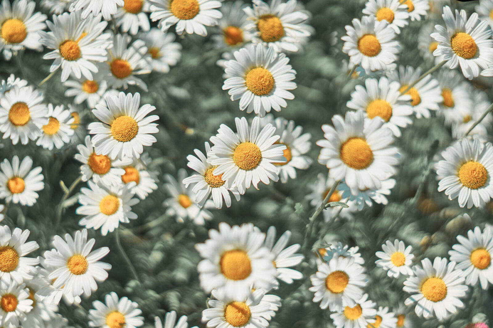 Ingredient Profile: Chamomile