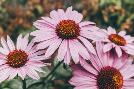 Ingredient Profile: Echinacea