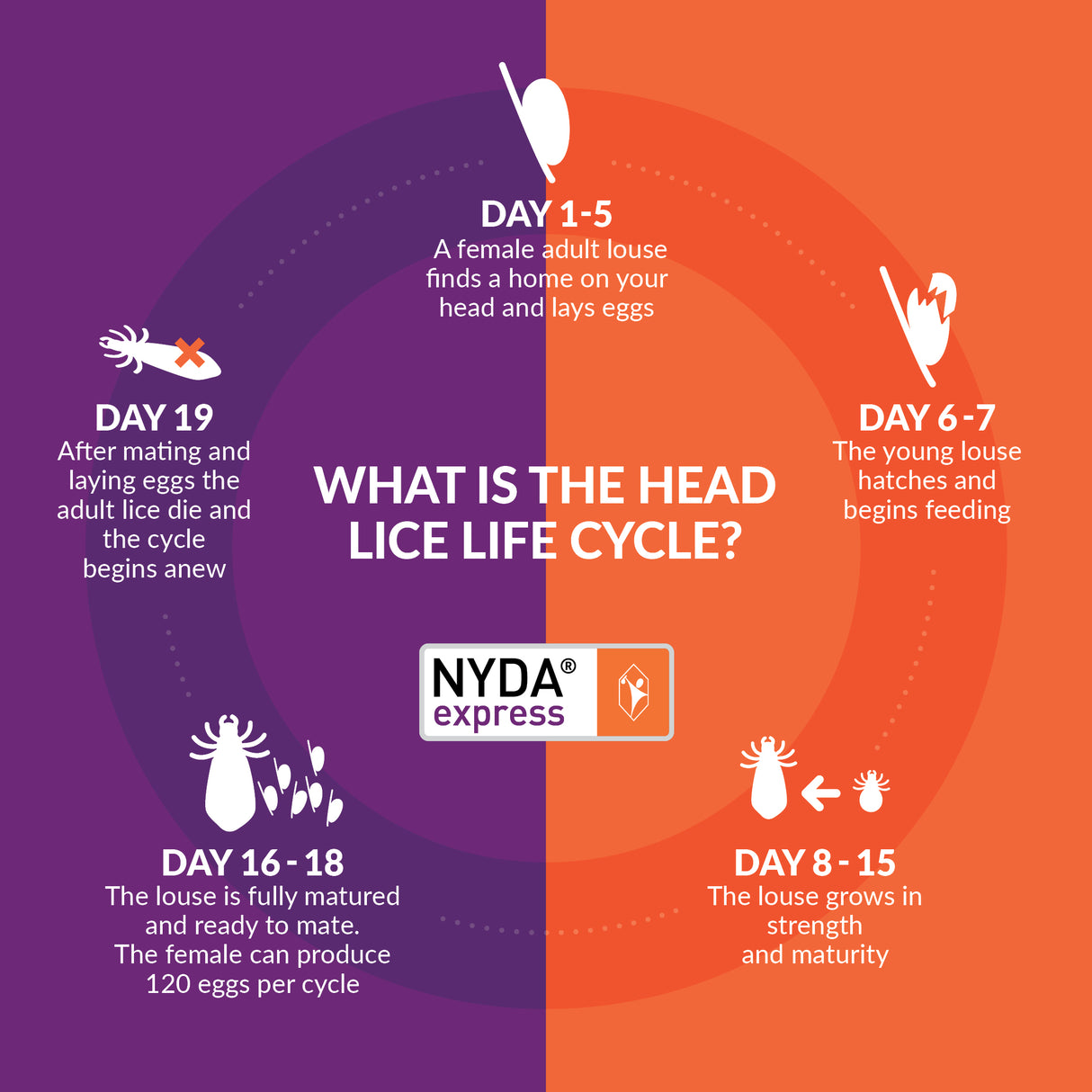 NYDA® express Family Pack